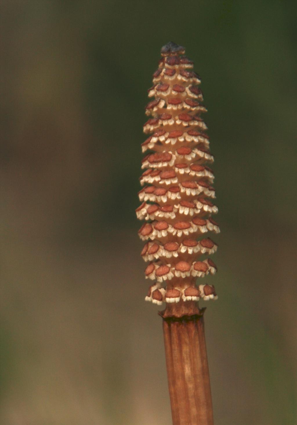 Equisetum arvense (door Willem Braam)