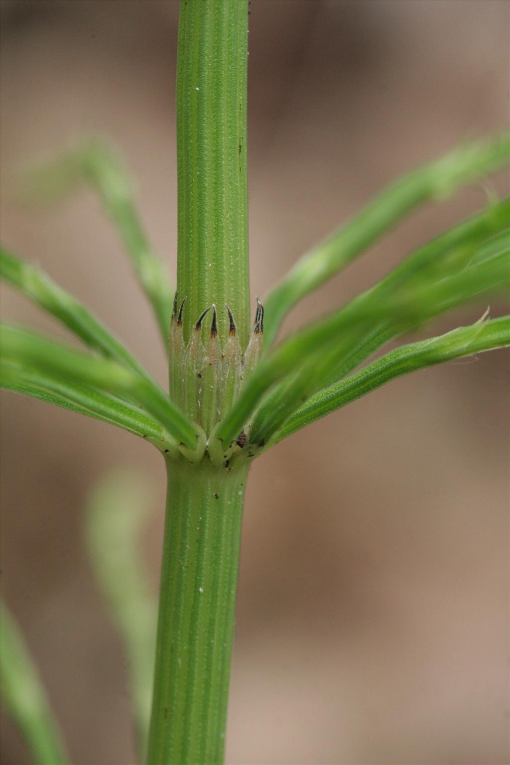 Equisetum arvense (door Willem Braam)