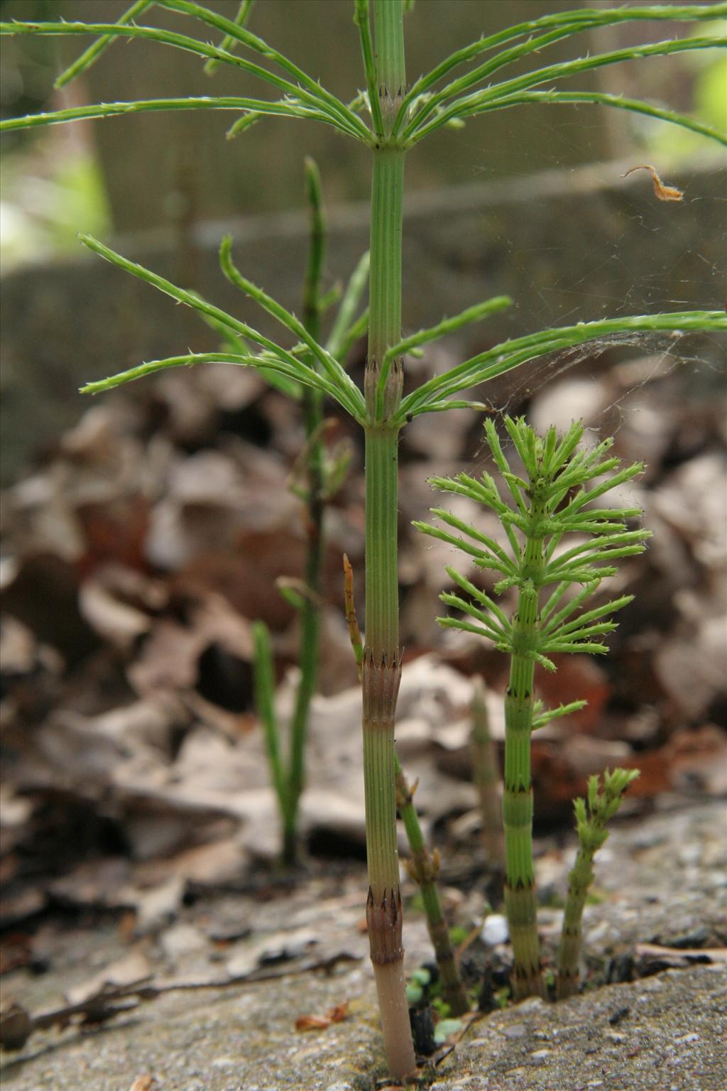 Equisetum arvense (door Willem Braam)