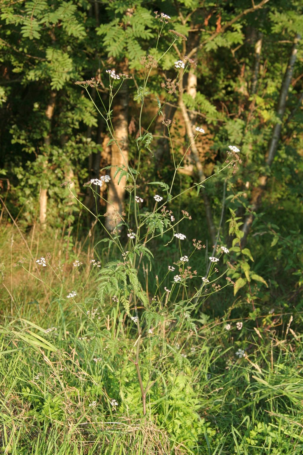 Torilis japonica (door Willem Braam)