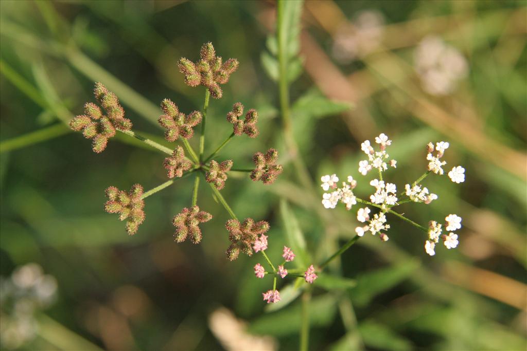 Torilis japonica (door Willem Braam)