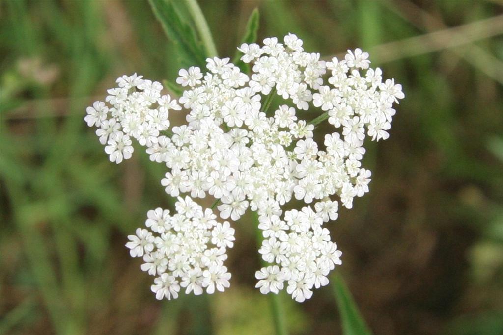 Torilis japonica (door Willem Braam)