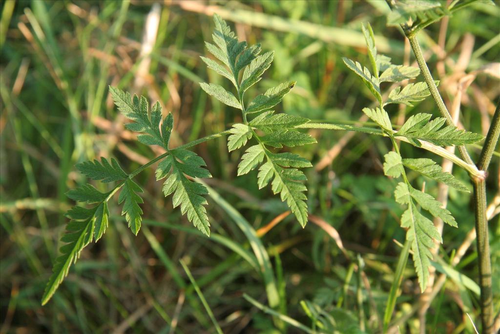 Torilis japonica (door Willem Braam)