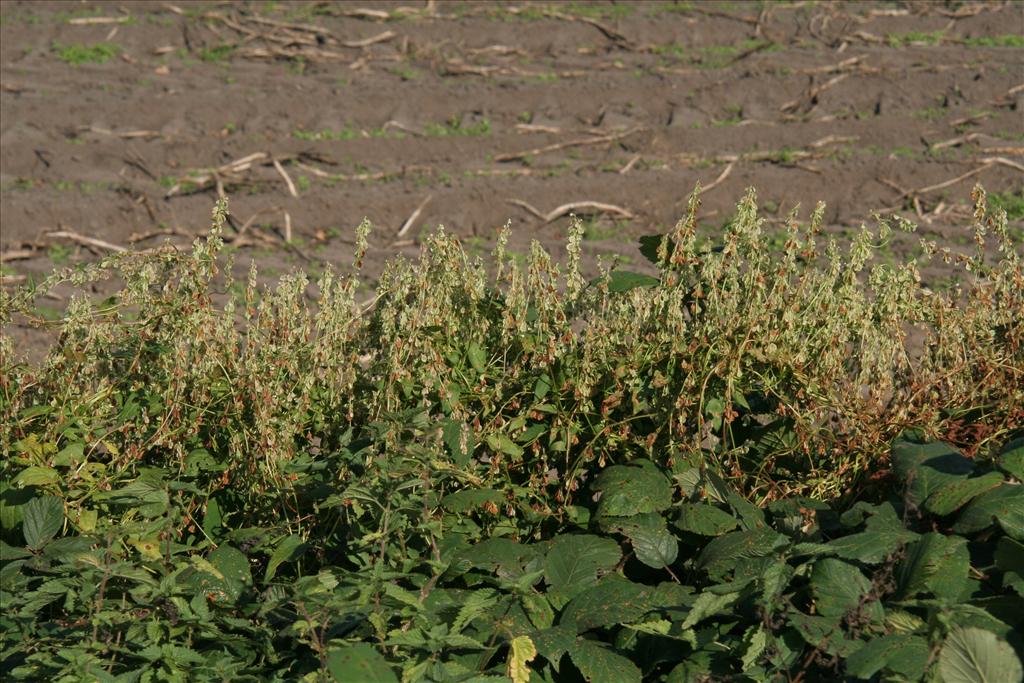 Fallopia dumetorum (door Willem Braam)