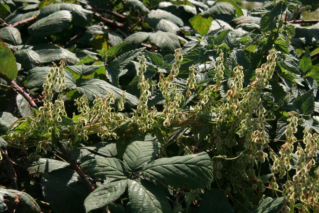 Fallopia dumetorum (door Willem Braam)