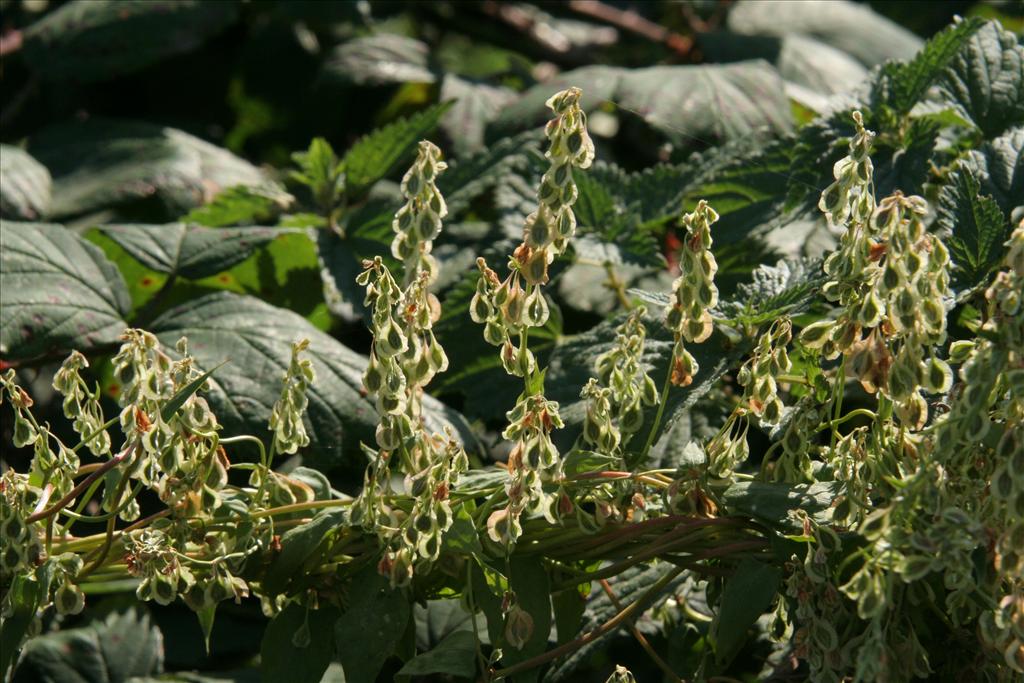 Fallopia dumetorum (door Willem Braam)