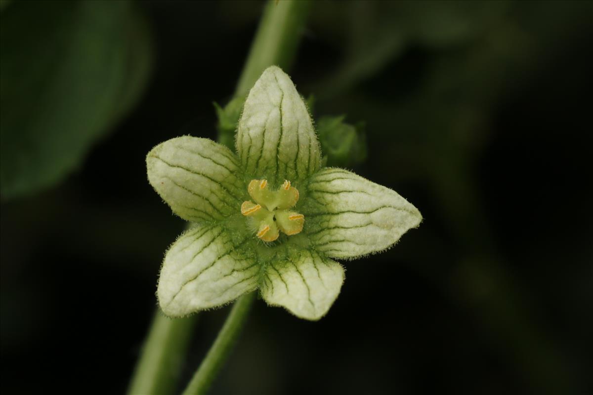 Bryonia dioica (door Willem Braam)