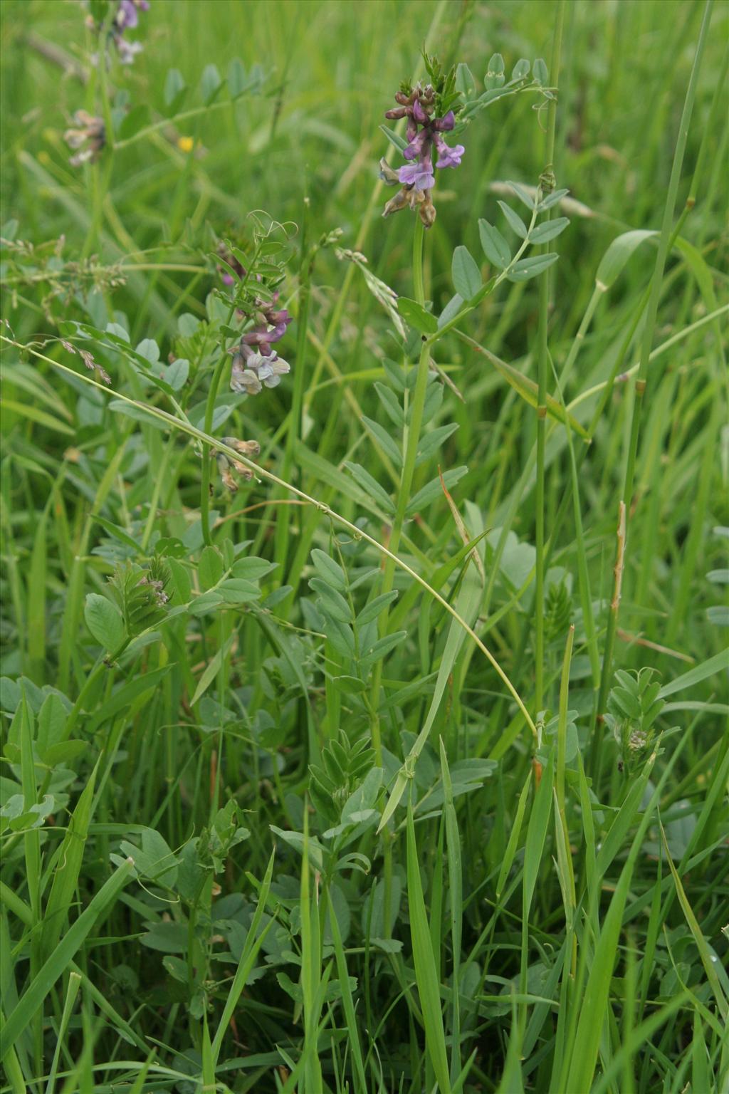 Vicia sepium (door Willem Braam)