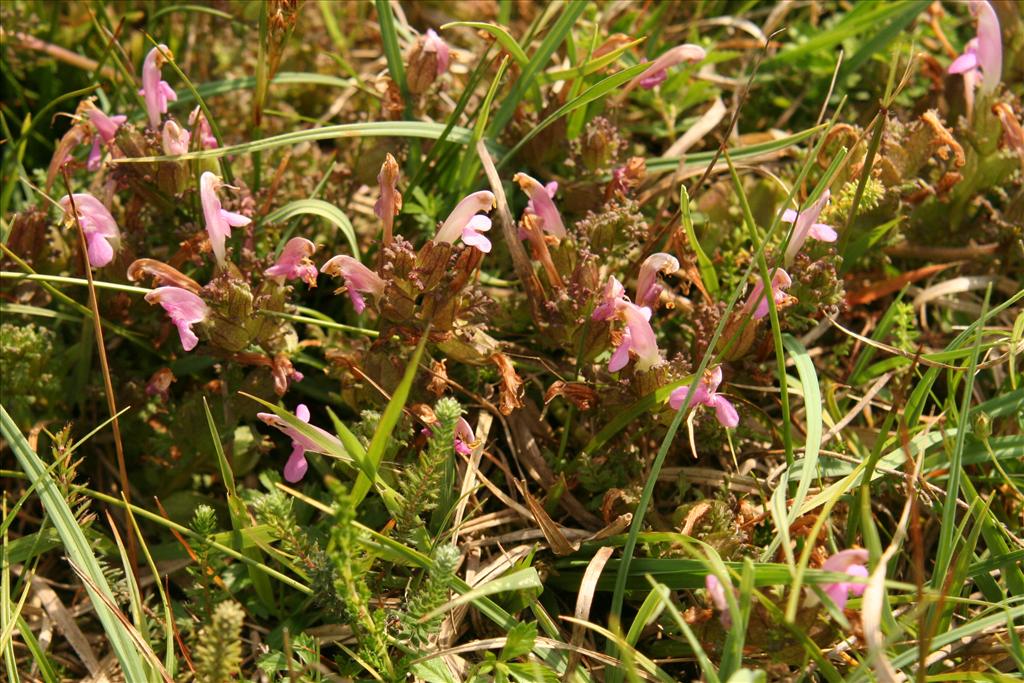 Pedicularis sylvatica (door Willem Braam)