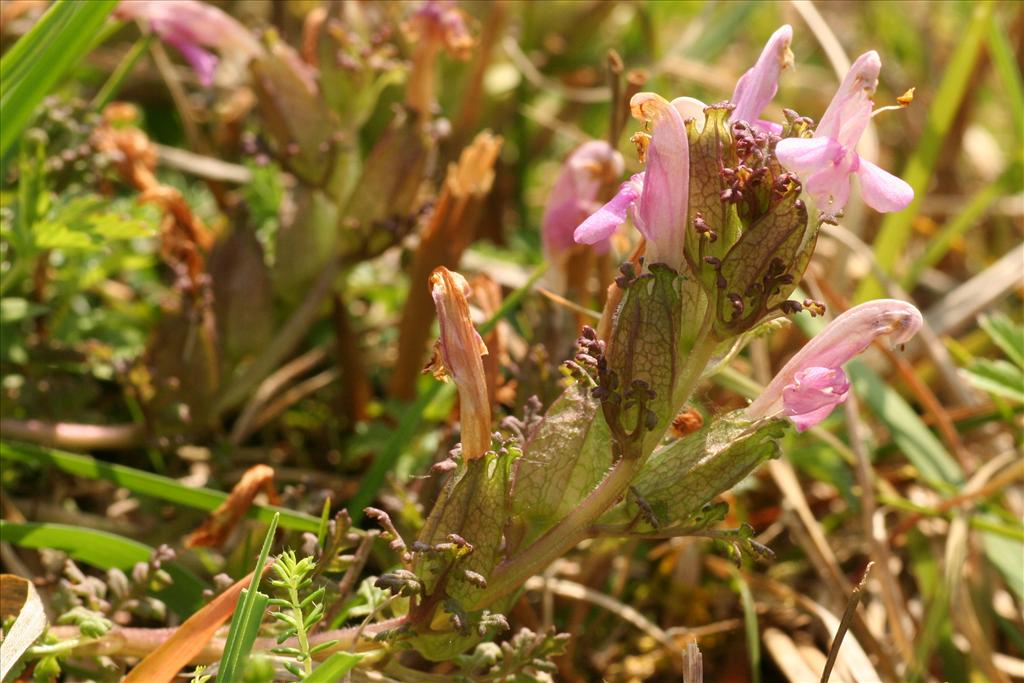 Pedicularis sylvatica (door Willem Braam)