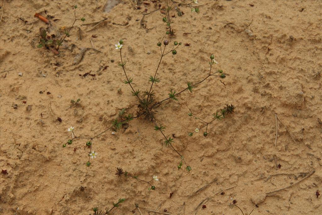 Spergula morisonii (door Willem Braam)