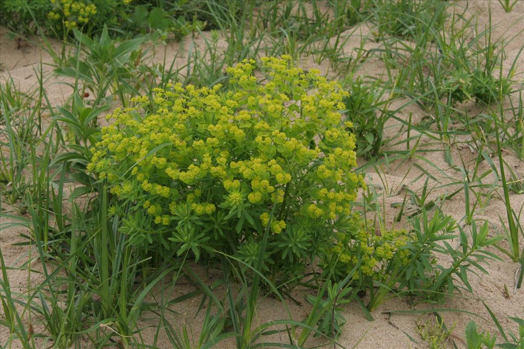 Euphorbia esula (door Willem Braam)