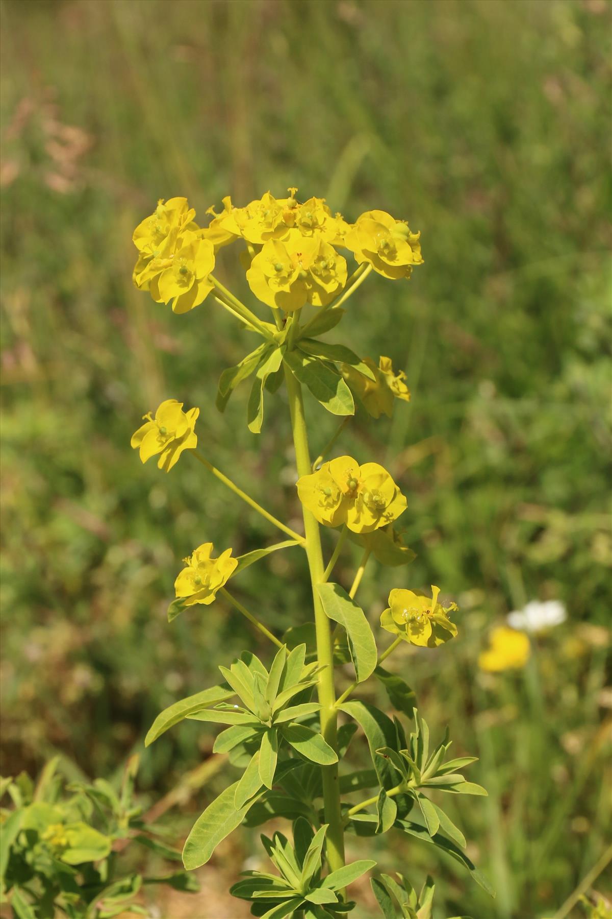 Euphorbia esula (door Willem Braam)