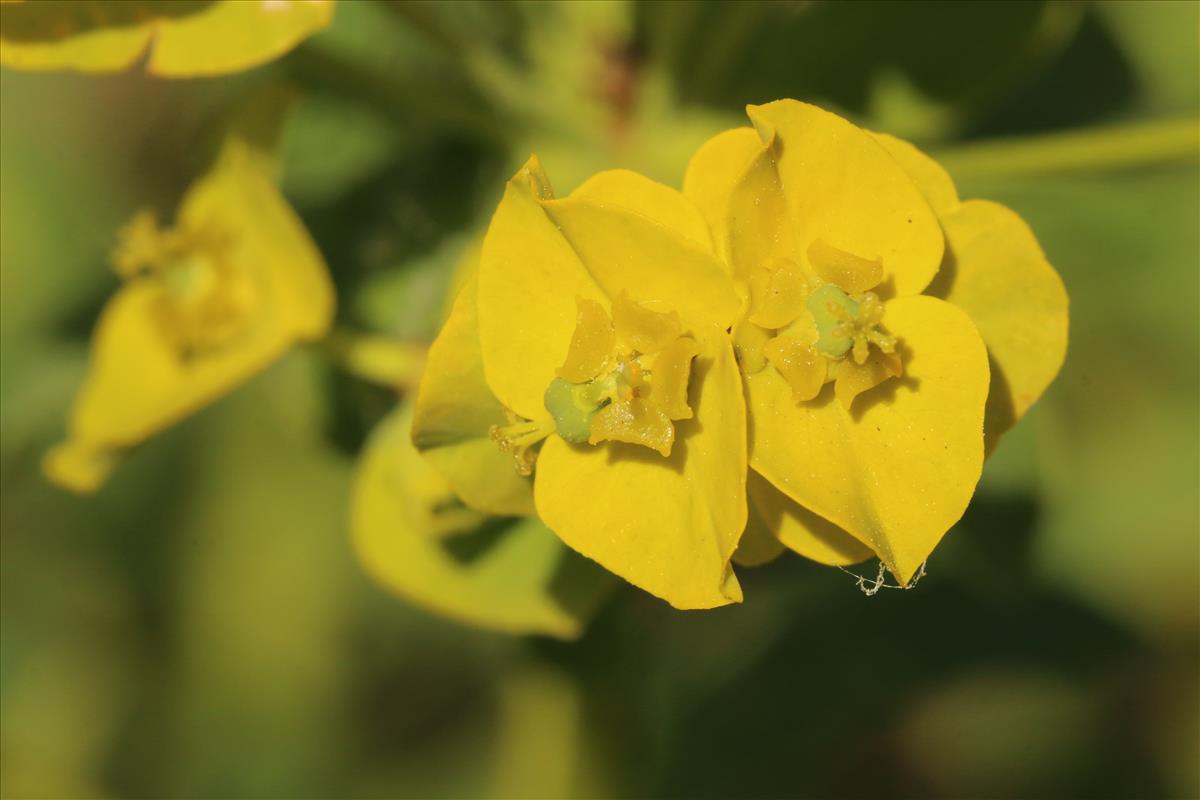 Euphorbia esula (door Willem Braam)