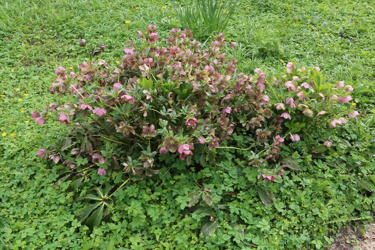 Helleborus orientalis (door Willem Braam)