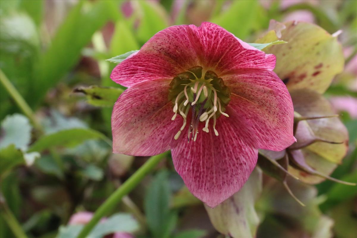 Helleborus orientalis (door Willem Braam)