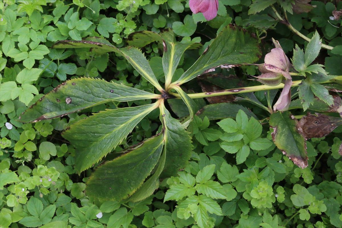 Helleborus orientalis (door Willem Braam)