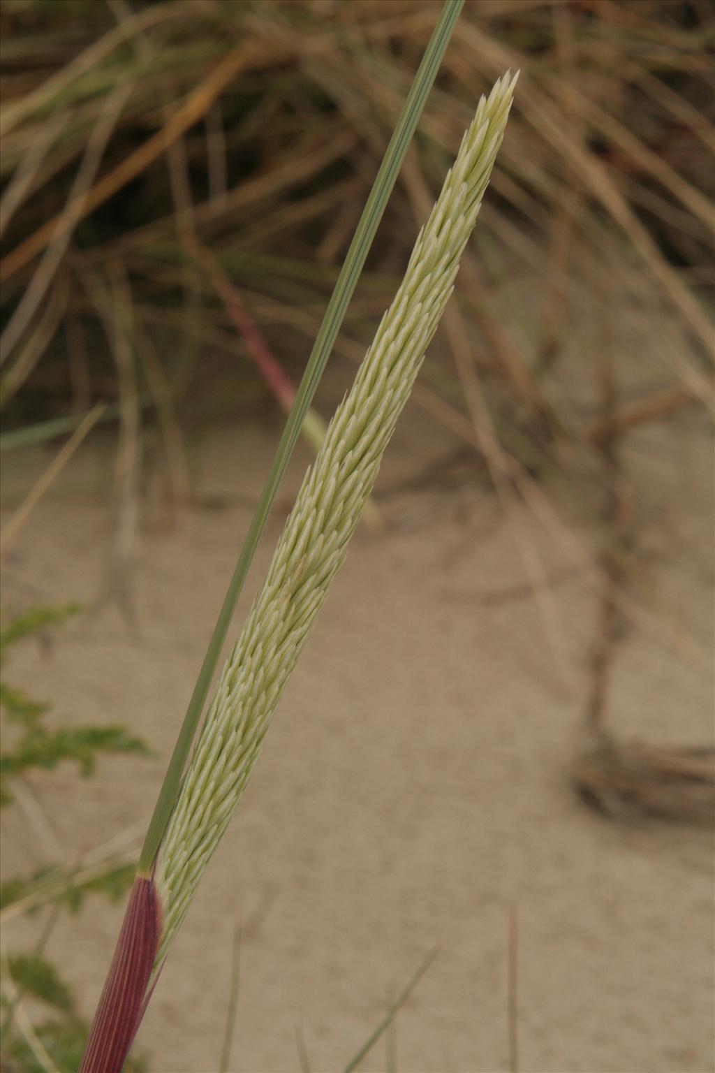 Calamagrostis arenaria (door Willem Braam)
