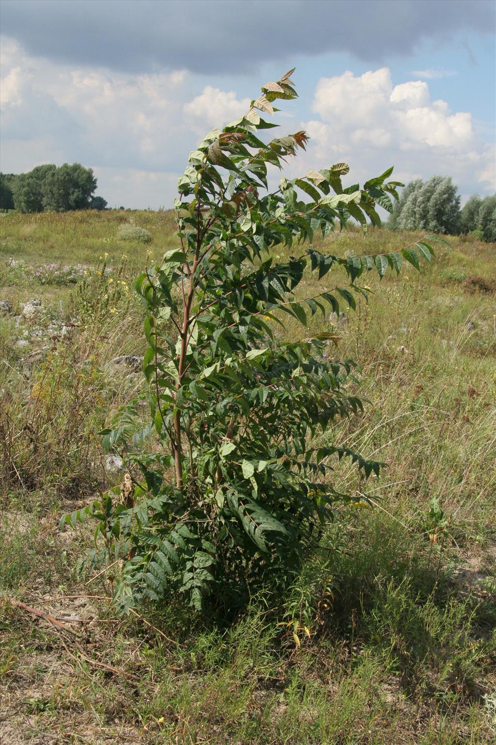 Ailanthus altissima (door Willem Braam)