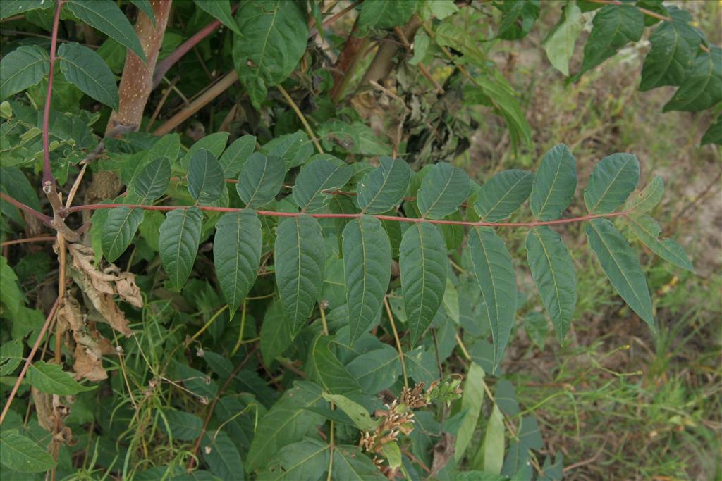 Ailanthus altissima (door Willem Braam)