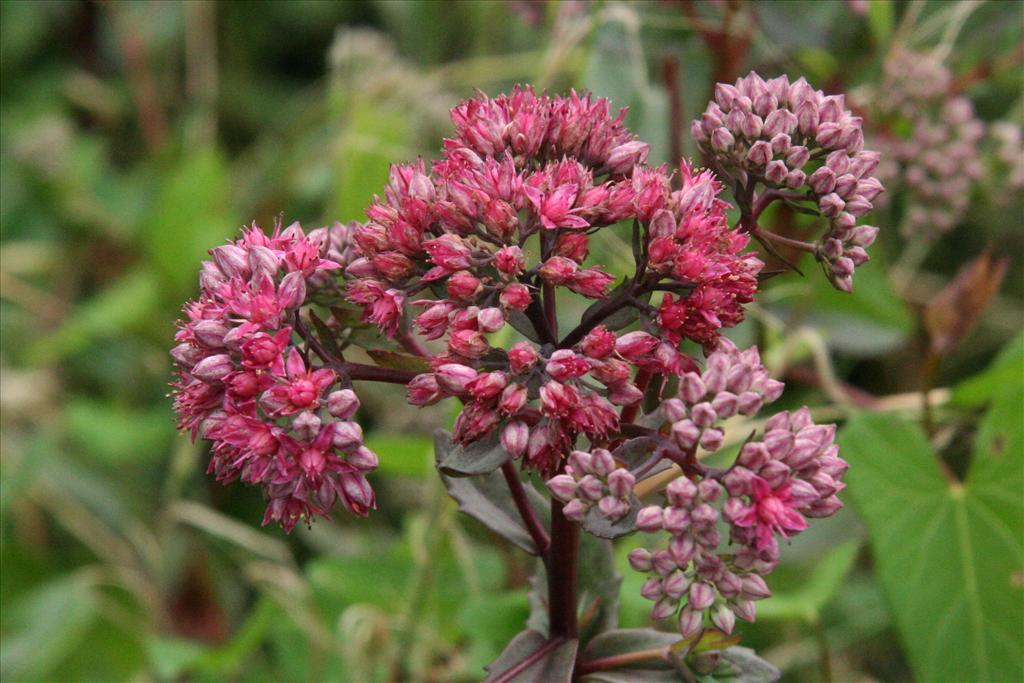 Hylotelephium telephium (door Willem Braam)