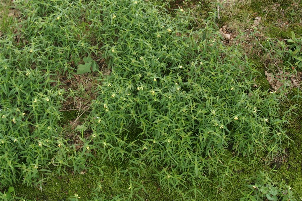 Melampyrum pratense (door Willem Braam)