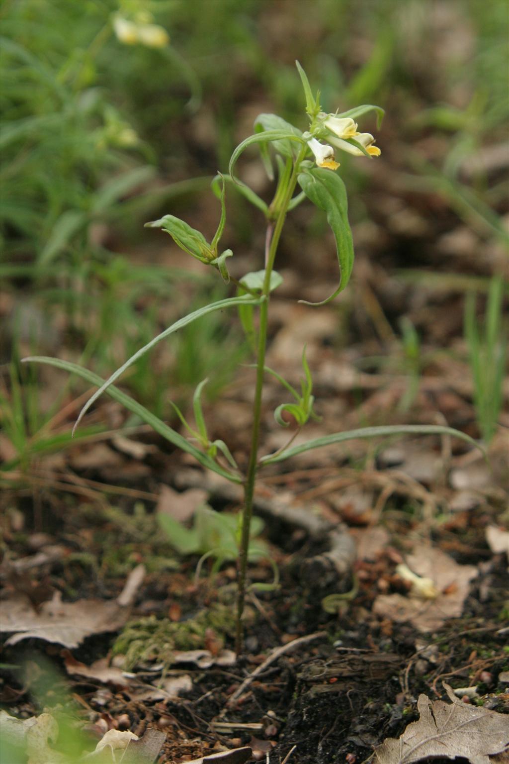 Melampyrum pratense (door Willem Braam)