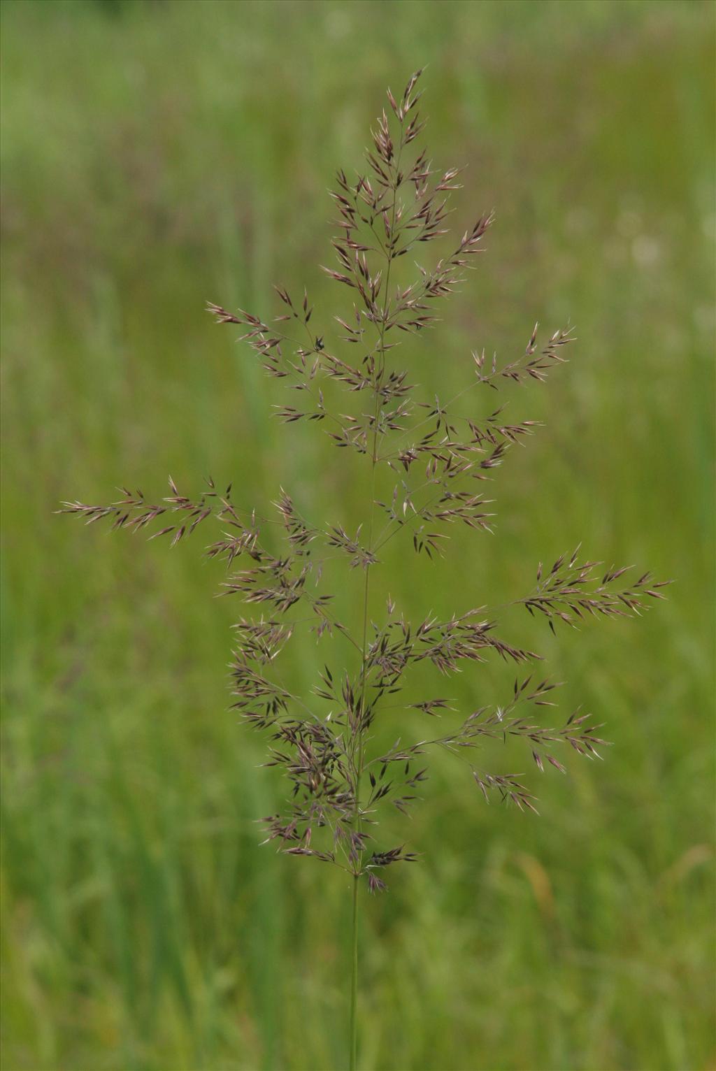 Calamagrostis canescens (door Willem Braam)