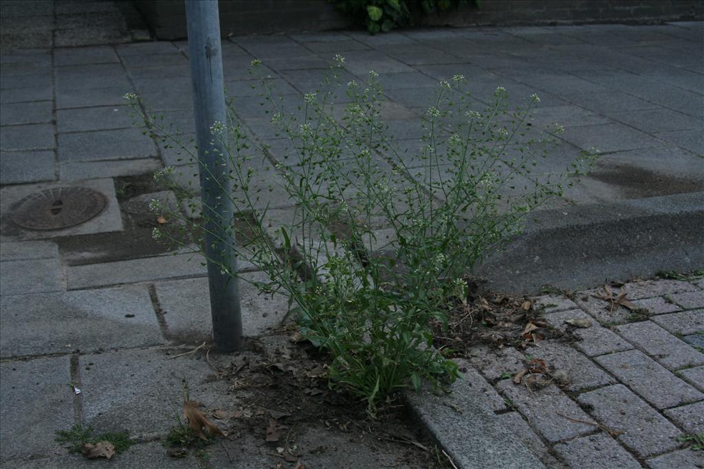 Capsella bursa-pastoris (door Willem Braam)