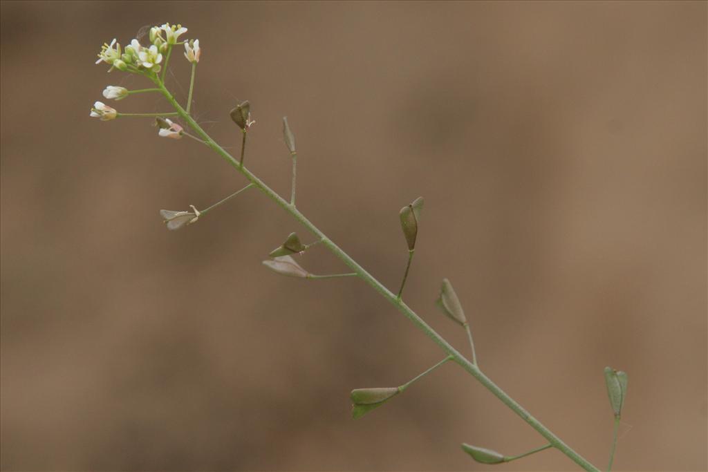 Capsella bursa-pastoris (door Willem Braam)