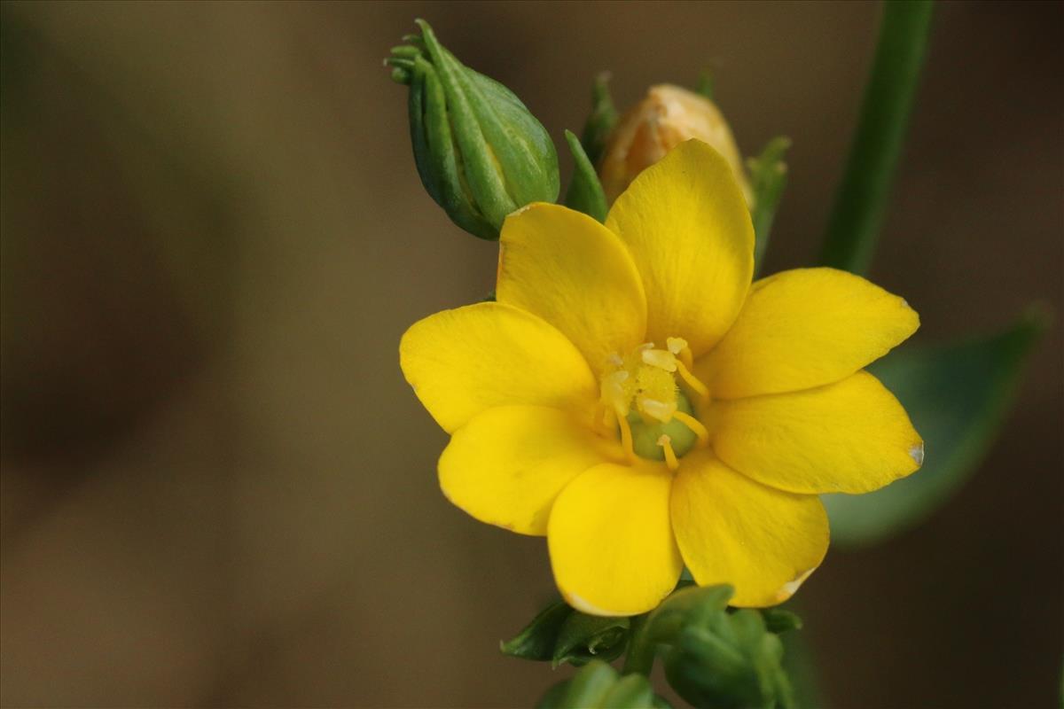 Blackstonia perfoliata subsp. serotina (door Willem Braam)