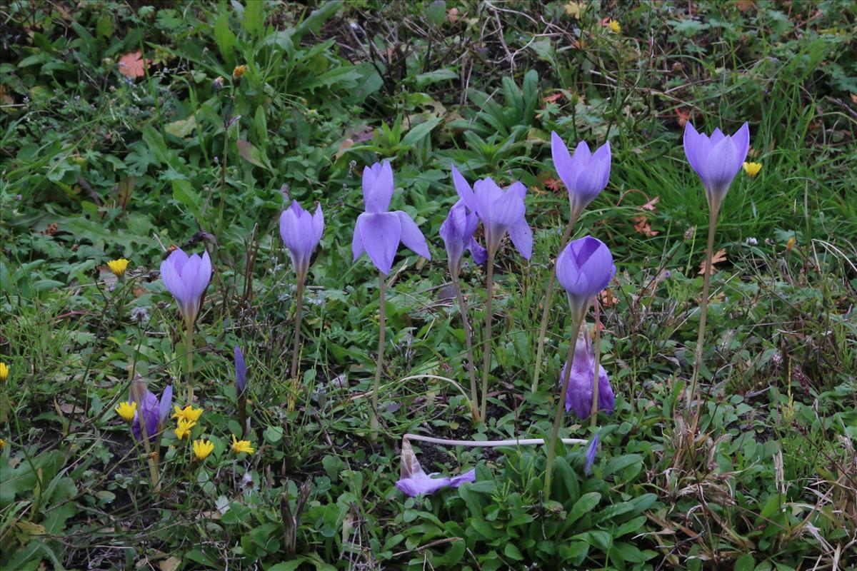 Crocus speciosus (door Willem Braam)