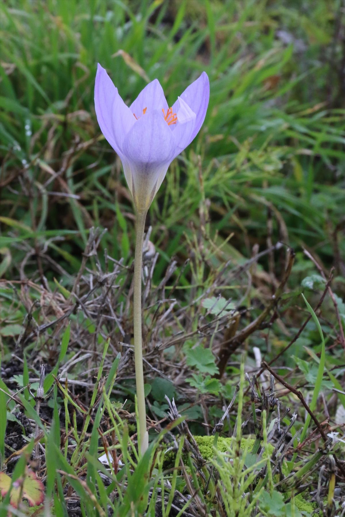 Crocus speciosus (door Willem Braam)