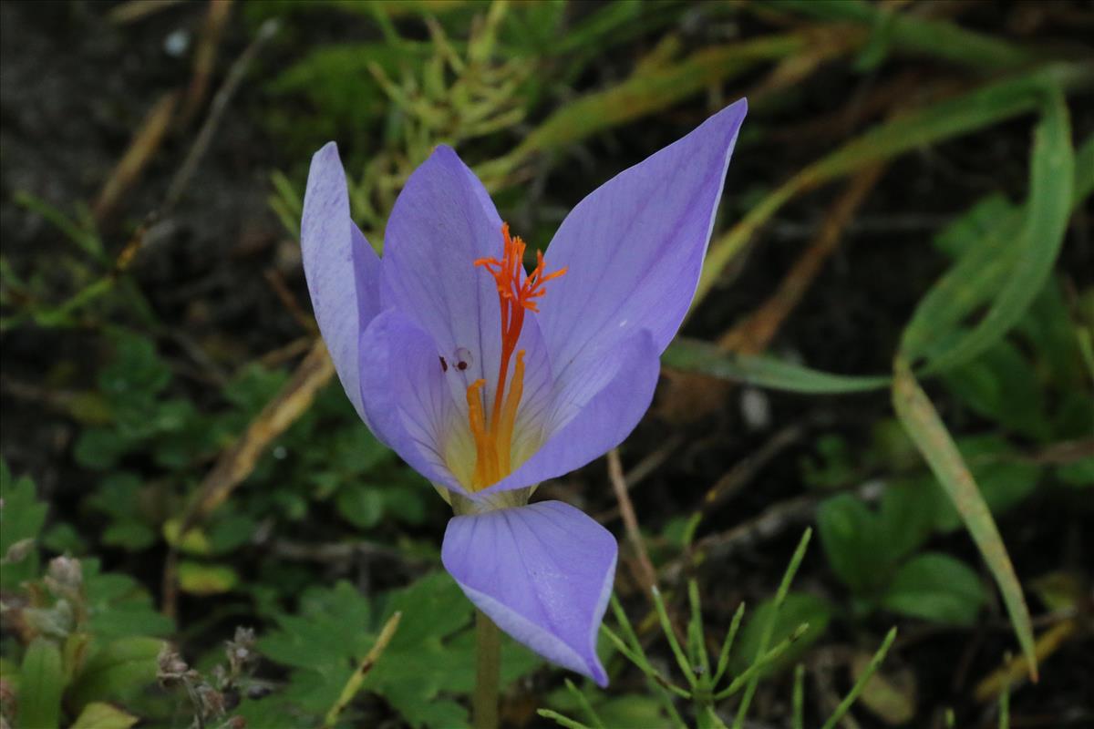 Crocus speciosus (door Willem Braam)