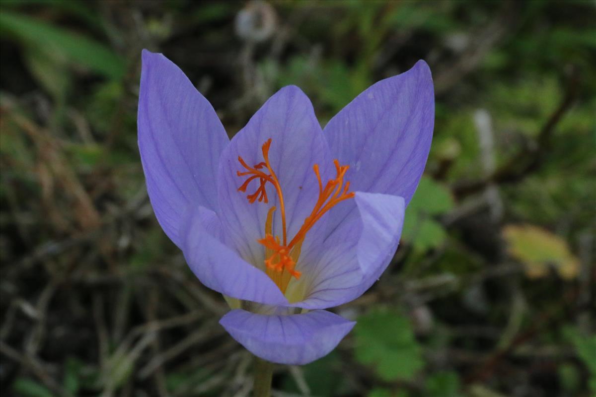 Crocus speciosus (door Willem Braam)