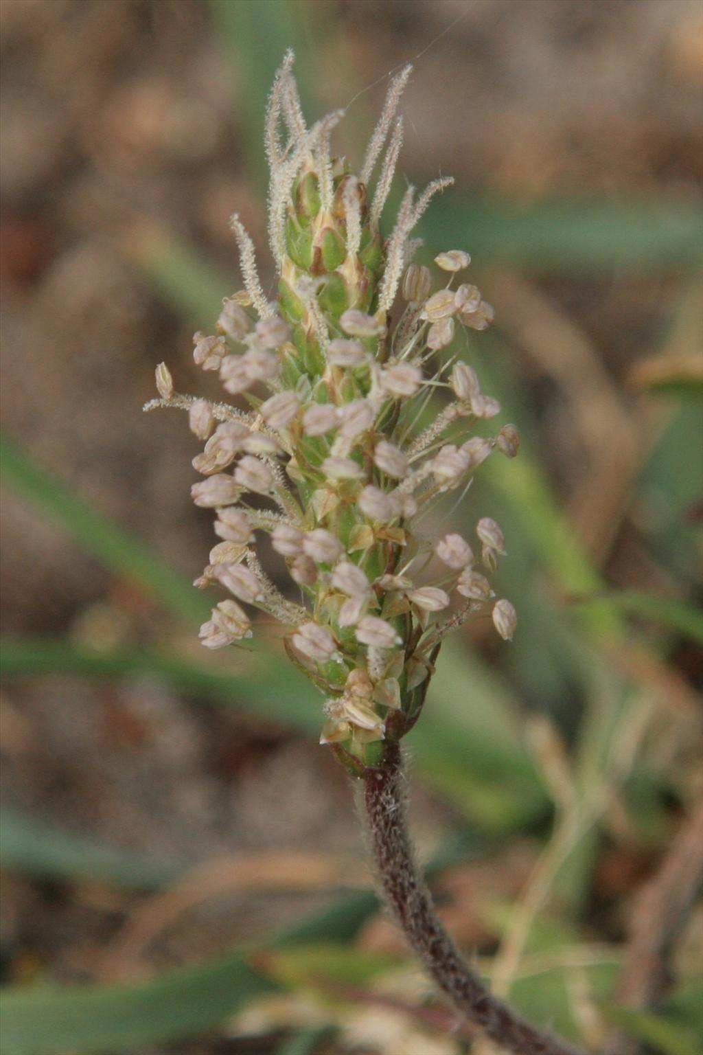 Plantago coronopus (door Willem Braam)