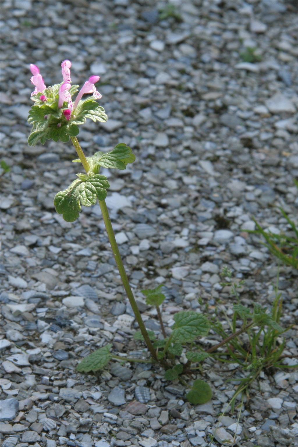 Lamium amplexicaule (door Willem Braam)