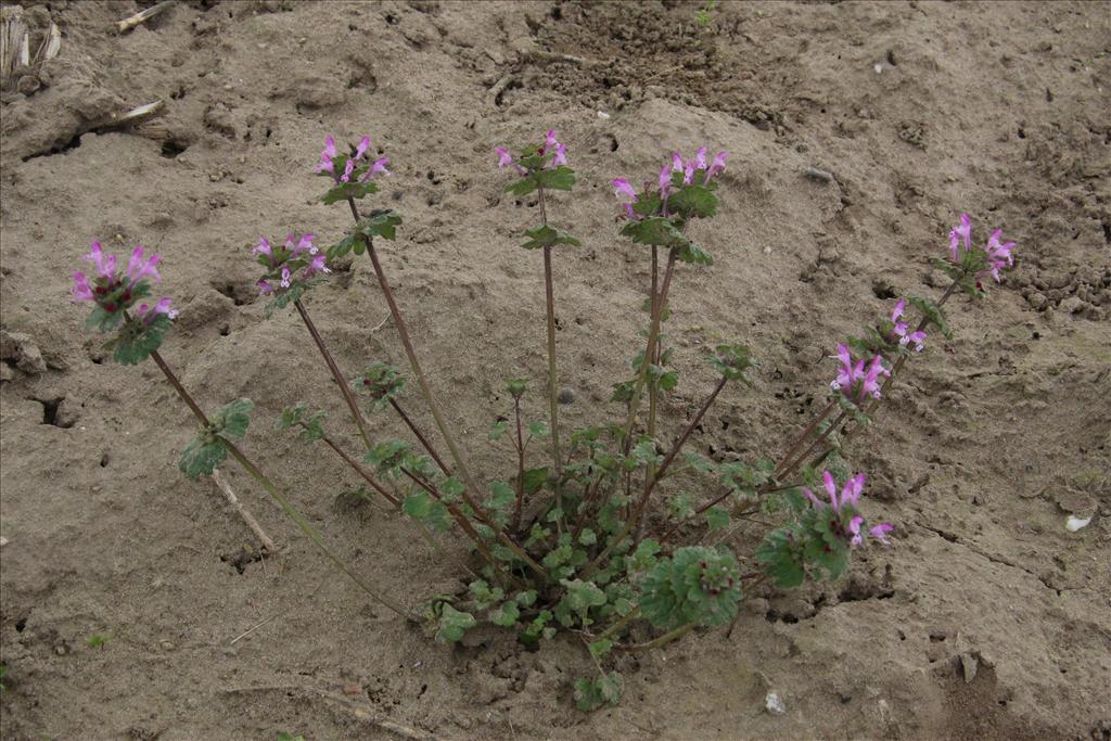 Lamium amplexicaule (door Willem Braam)