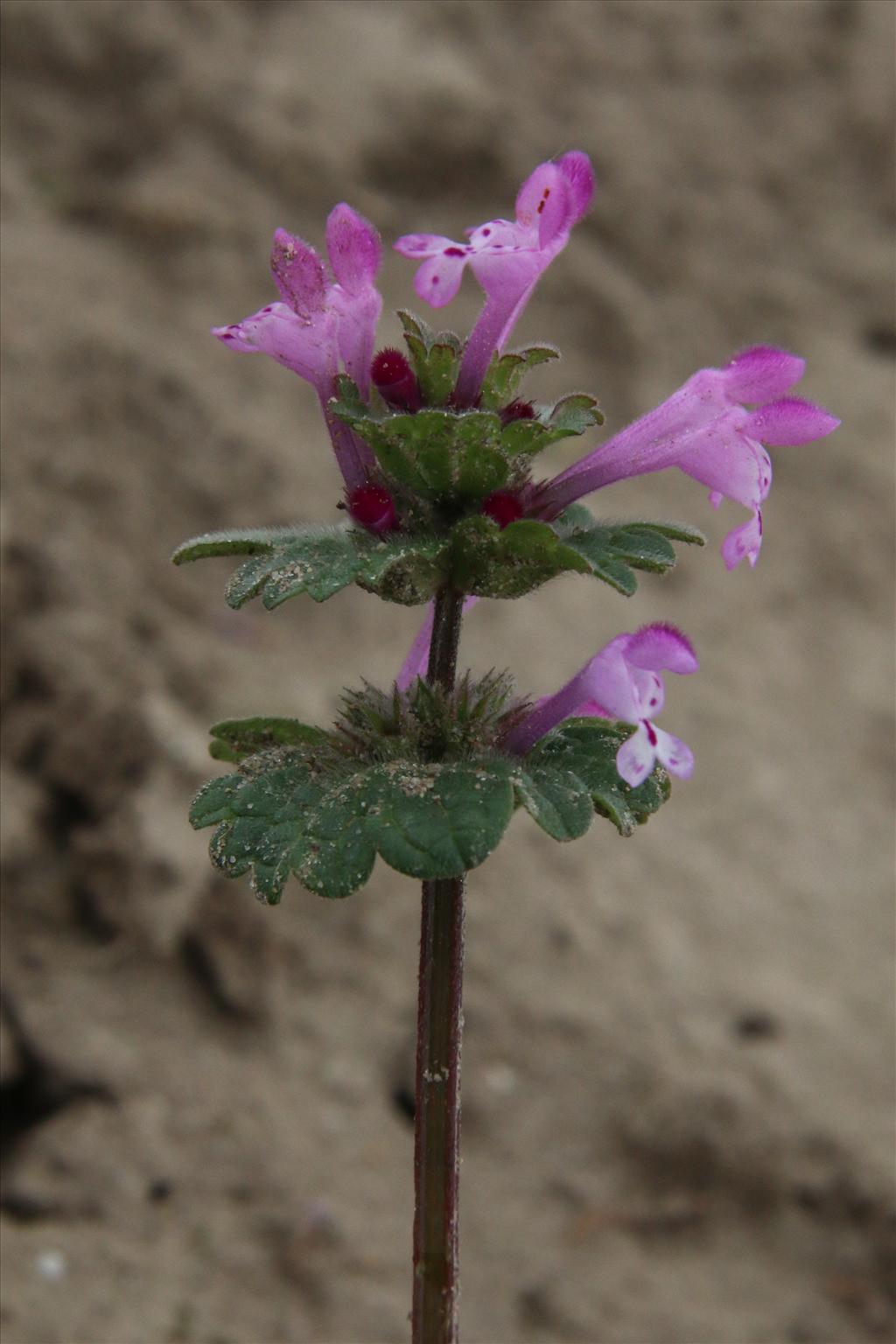 Lamium amplexicaule (door Willem Braam)