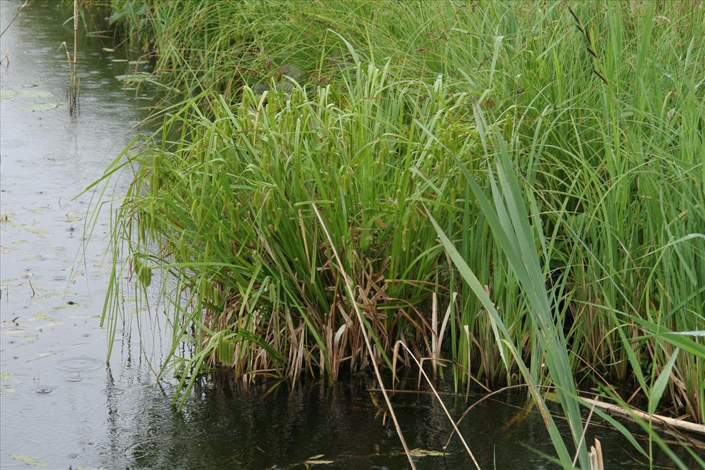 Carex pseudocyperus (door Willem Braam)