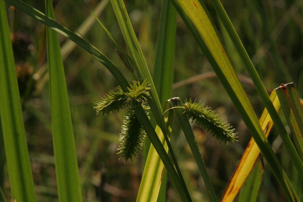 Carex pseudocyperus (door Willem Braam)