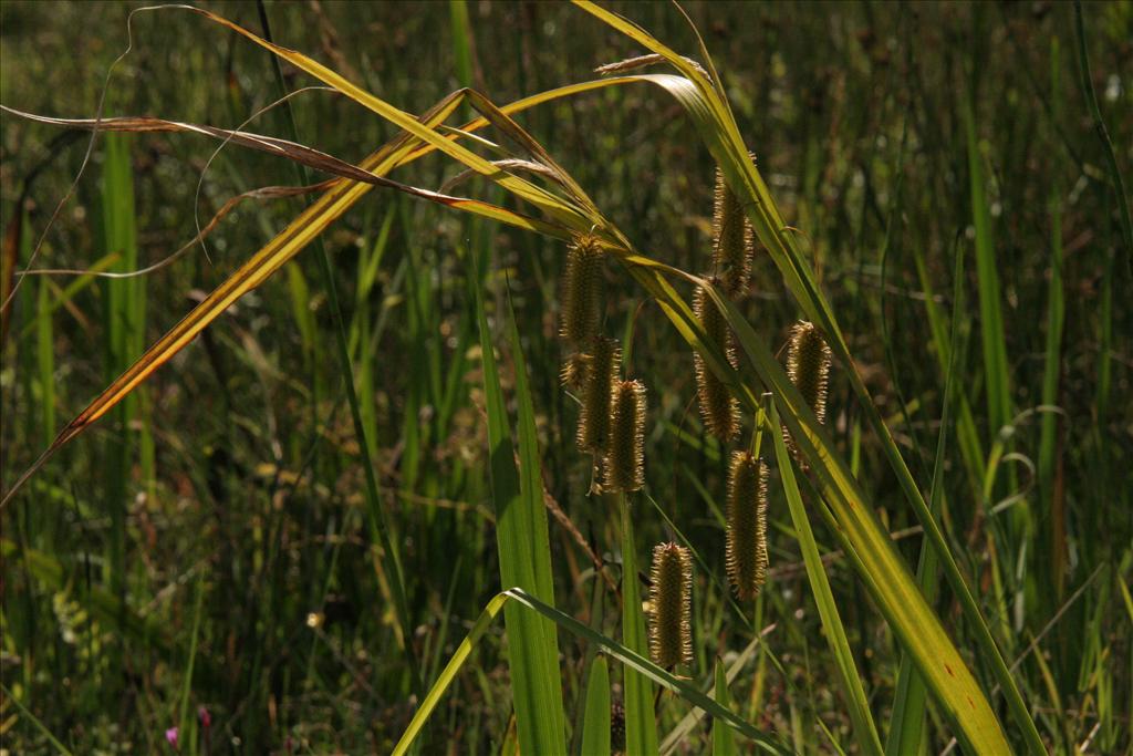 Carex pseudocyperus (door Willem Braam)