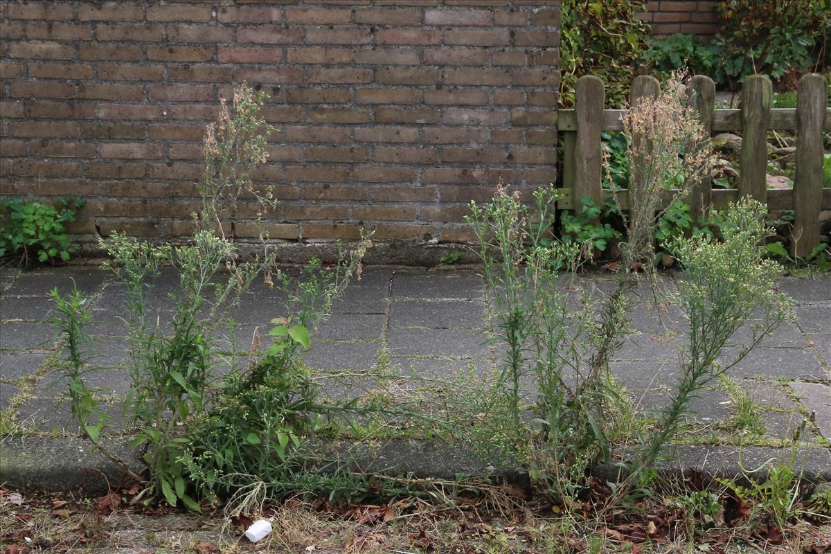 Erigeron sumatrensis (door Willem Braam)