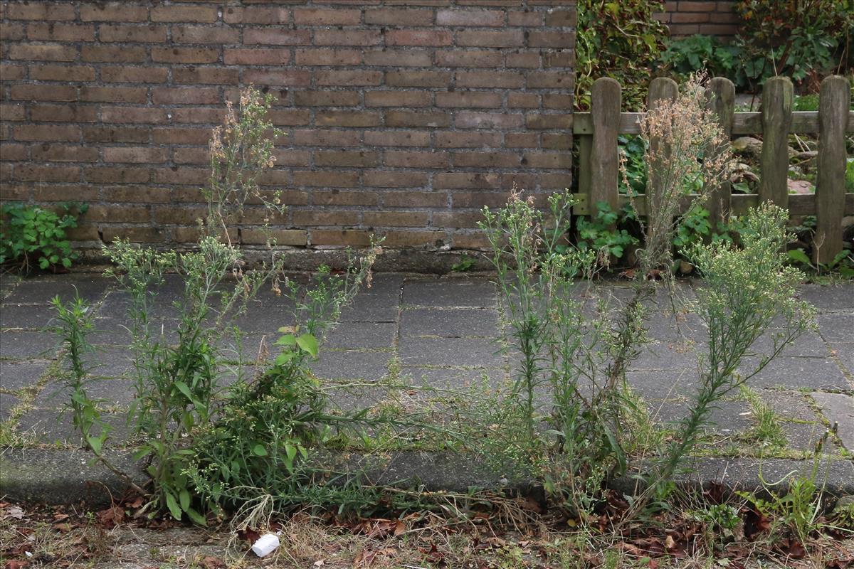 Erigeron sumatrensis (door Willem Braam)