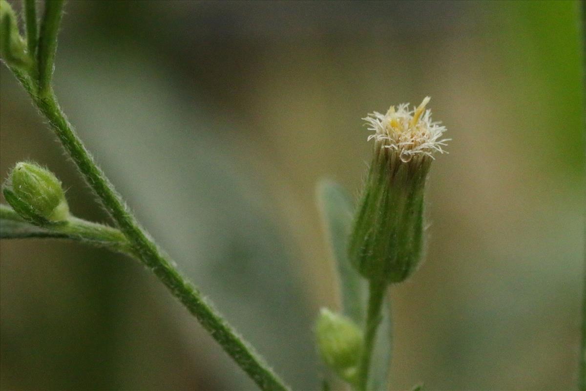 Erigeron sumatrensis (door Willem Braam)