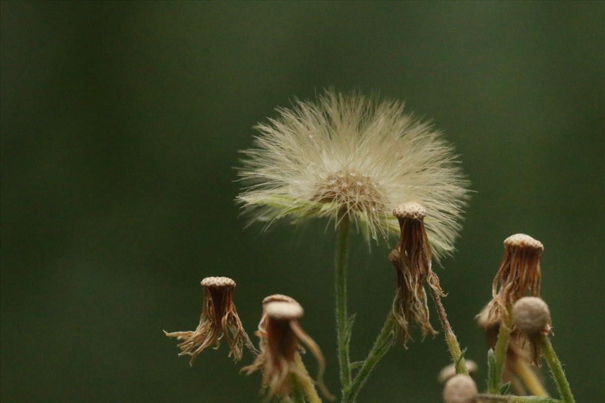 Erigeron sumatrensis (door Willem Braam)