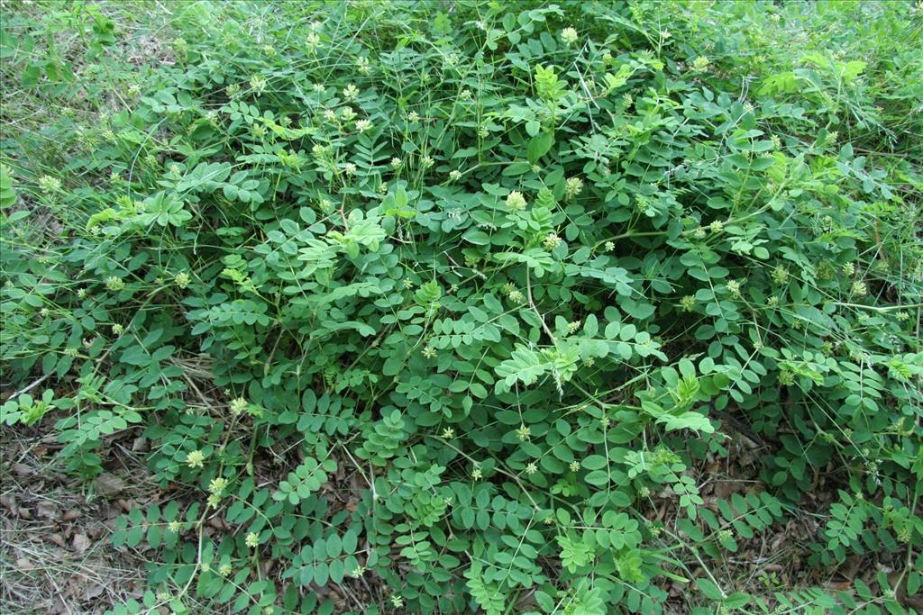 Astragalus glycyphyllos (door Willem Braam)