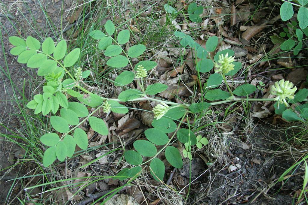 Astragalus glycyphyllos (door Willem Braam)