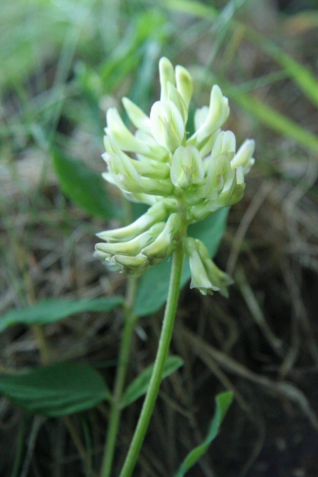 Astragalus glycyphyllos (door Willem Braam)