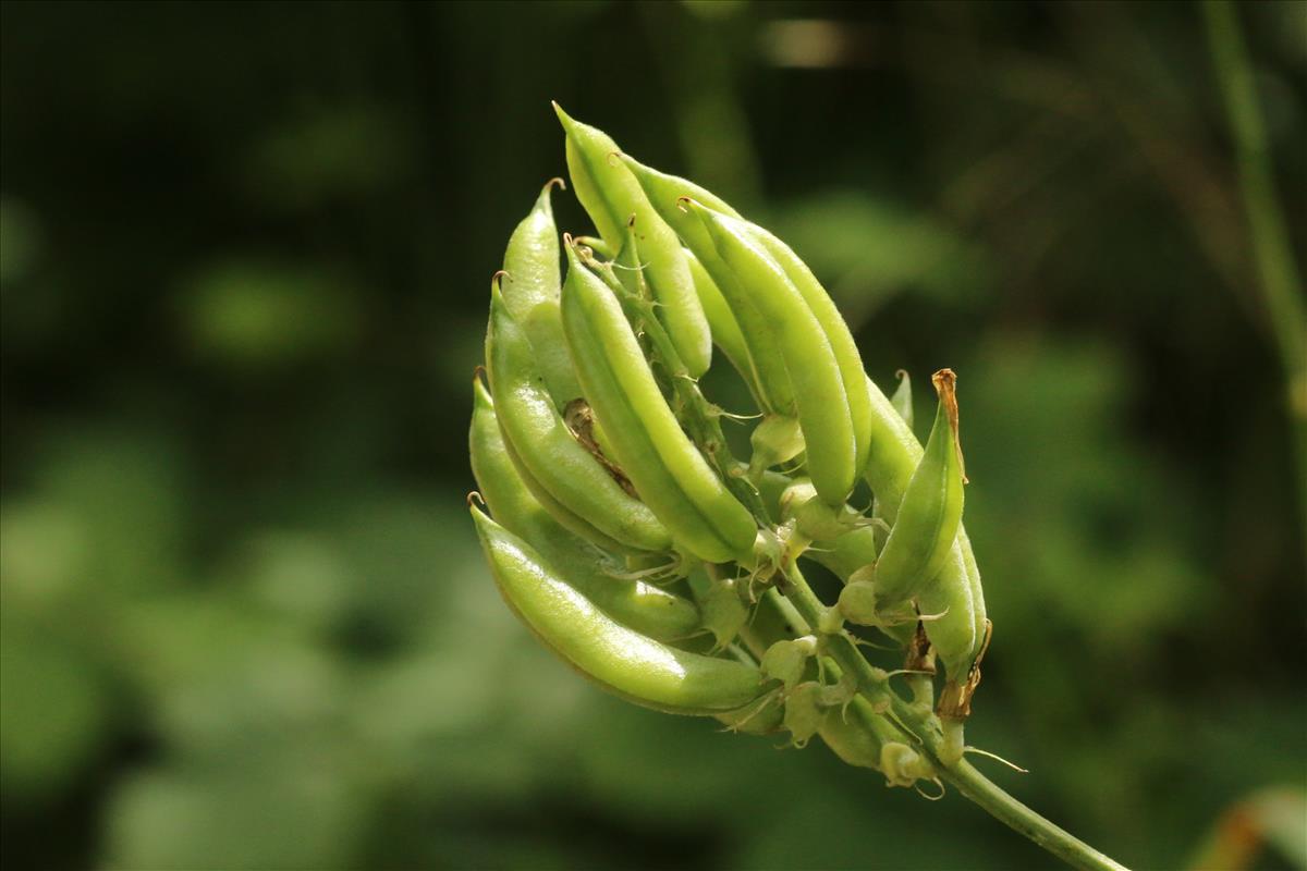 Astragalus glycyphyllos (door Willem Braam)
